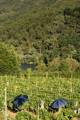 Las heladas y por qué nuestra bodega se llama El Paraguas