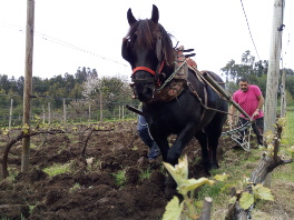Bodegas El Paraguas recupera el arado tradicional