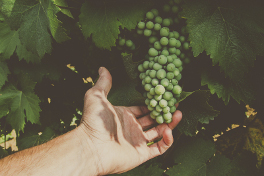 La vendimia más tardía en la historia de Bodegas El Paraguas