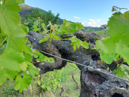 Cosecha 2023, otra añada con gran dedicación al viñedo