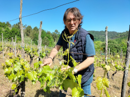 Capilla de Nuestras Señora del Socorro, nuevo viñedo de Bodegas El Paraguas