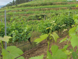 Cosecha 2024, otra añada con gran dedicación al viñedo